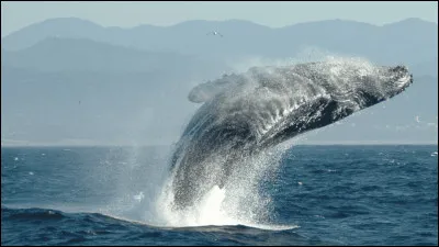 Cette baleine est :