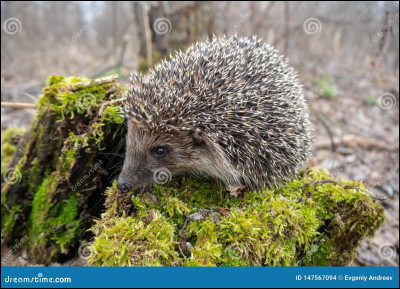 Quel est cet animal ?