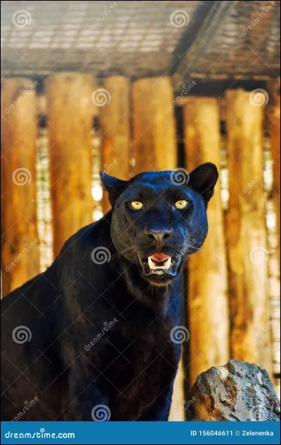 À quelle famille de mammifères la panthère appartient-elle ?