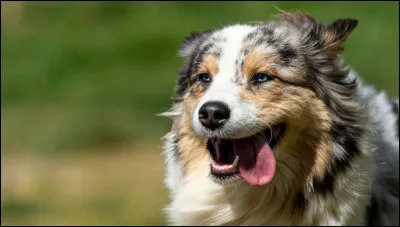 Quel chien pr&eacute;f&egrave;res-tu ? (4)