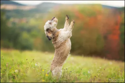 Aimes-tu apprendre des tours &agrave; un chien ?