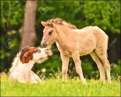 Quelle est la différence entre le poulain et la pouliche ?