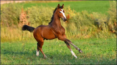 Le cheval a fini son apprentissage à