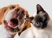 Quiz Le chat, le chien, ou les deux ?