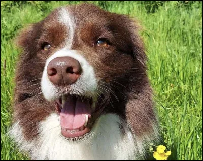 Qui interprète Nellie Nelson ?