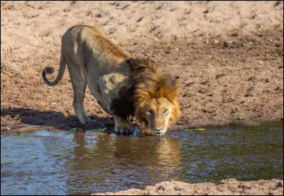 Qui a dit : "hatez vous lentement" ?