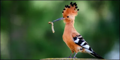 Si vous avez un estomac qui digère tout, vous avez...