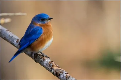 Être ravitaillé par les corbeaux, c'est...