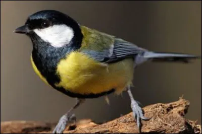 Clouer le bec à quelqu'un, c'est...