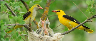 Être très étourdi, c'est