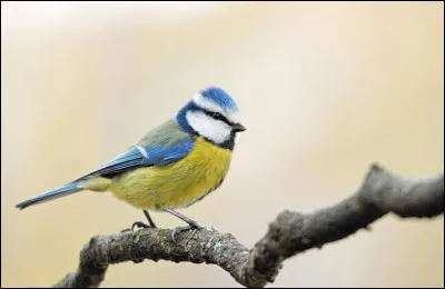 Se faire arnaquer, c'est être...