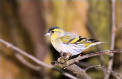 Pousser des cris d'orfraie, c'est...