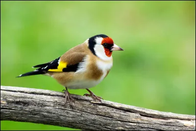 Refuser de voir le danger en face, c'est pratiquer...
