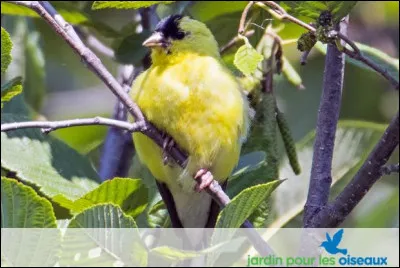 Mon voisin est un homme âgé et bourru, c'est...