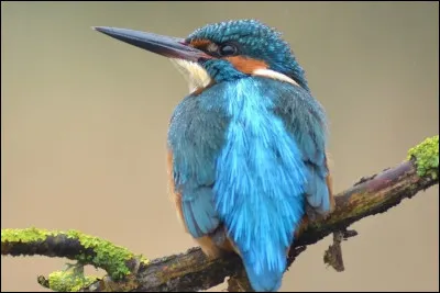Après quelques verres, cet homme est complètement ivre, il est...