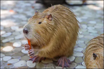 Dans l'Antiquité, le vaisseau léger dont se servaient les pirates était appelé...