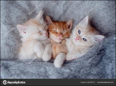 Quel est le nom du petit chaton d'Allie ?