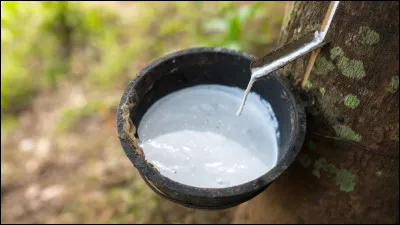 Quel arbre produit le latex ?