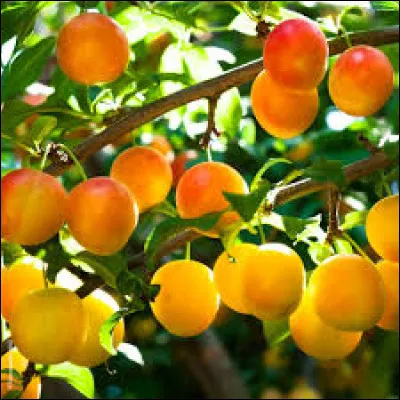 Les mirabelliers ont (fleurir) tôt cette année.