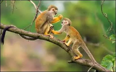 Les pommes que le singe a (voler) sont rouges.