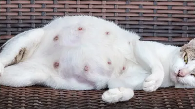 Qui rencontrent les chats en chemin ?