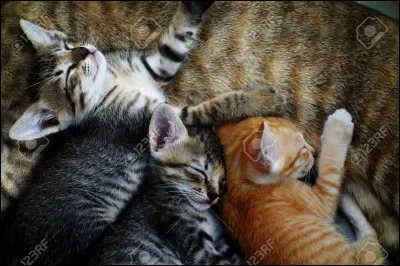 Comment se nomment les nouveaux-nés de Cur de Sureau ?