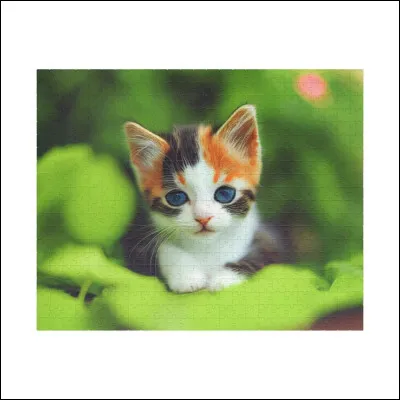 Qui se fait viser par une chouette et qui le (ou la) sauve au risque de sa vie ?