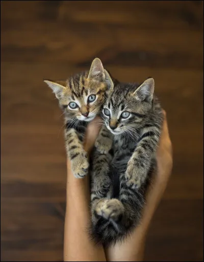 Dernière question !
Qui sont les chatons de sa deuxième portée ?