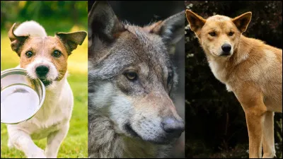 Laquelle de ces propositions fait référence à l'expression "entre chien et loup"