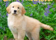 Quiz Le golden retriever !