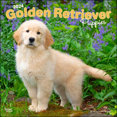 Quelle est, en moyenne, la taille du golden retriever ?