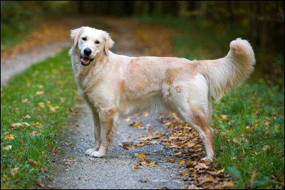 Quel est, en moyenne, le poids du golden retriever ?