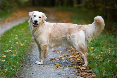 Quel est, en moyenne, le poids du golden retriever ?