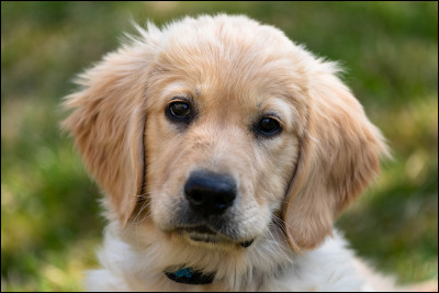 Quelle est, en moyenne, la longévité du golden retriever ?