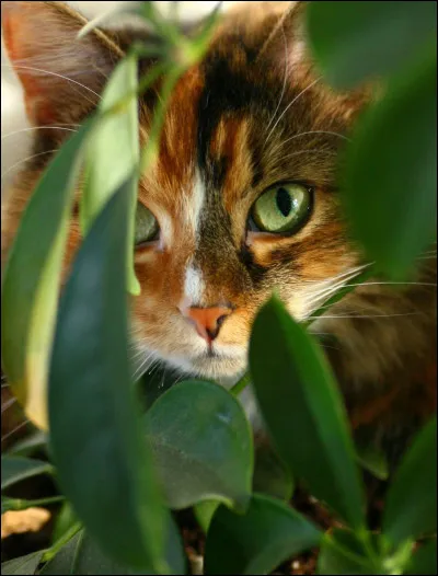 Bourgeon Poudré est...
