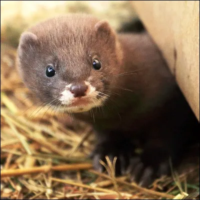 Quel mustélidé possède une espèce dAmérique qui est élevée entre autres pour son huile ?