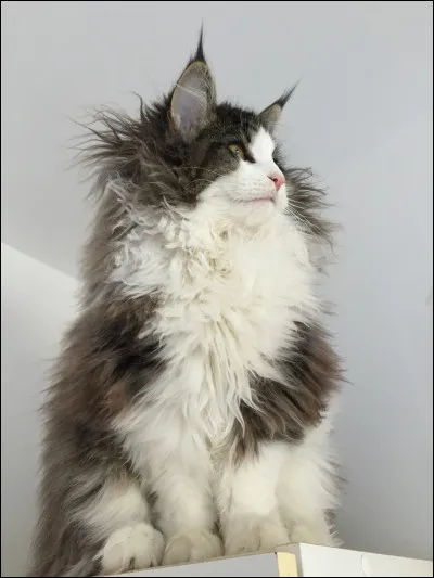 Le père de Tempête de Sable est Pomme de Pin :