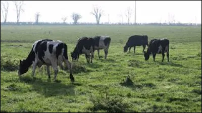 Combien d'estomacs la vache poss&egrave;de-t-elle ?