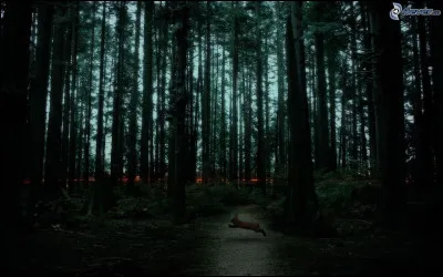 L'eau et la nourriture n'existe pas dans la Forêt Sombre :