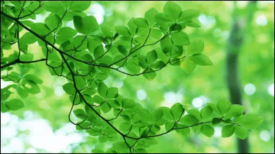 Quel roi était surnommé "Le Vert Galant" ?