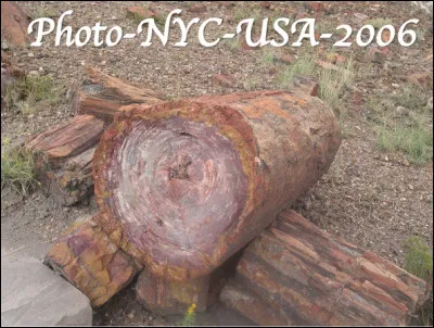 Quel est ce lieu, un parc national des &Eacute;tats-Unis qui abrite une concentation surr&eacute;aliste de troncs de bois p&eacute;trifi&eacute;s ?