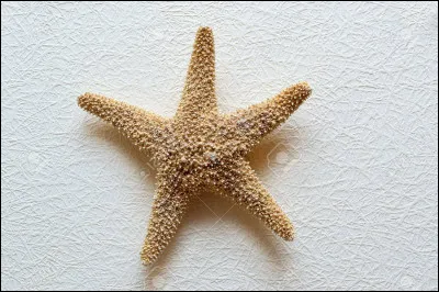 Quel animal est Crush, l'ami de Marin et Dory ?