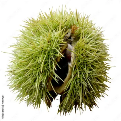 La ''boge'', grand sac de toile ou de jute, se transformera en une enveloppe piquante comme celle de l'image si l'on insère la lettre...