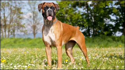 Pour pouvoir adopter ce chien, il faut insérer la lettre [...] au mot ''boer'', mot néerlandais qui signifie ''fermier''.