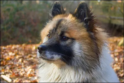 Quelle est cette race de chien peu connue ?