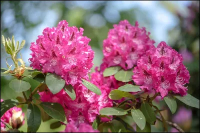 Quelle est la bonne orthographe de cette plante ?