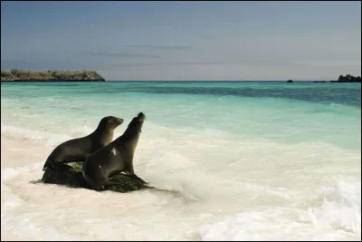 Sur quel océan se situent les îles Galápagos ?