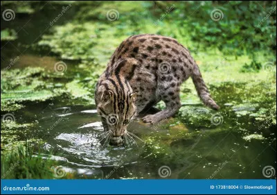 Le Clan de la Rivière a le sang le plus pur de LGDC :