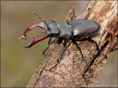 Comment se nomme l'insecte de la photo ci-dessus ?