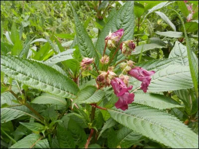 Jolie plante qui vous prie de ne pas la toucher ! Elle est ''bal-" + et + !
